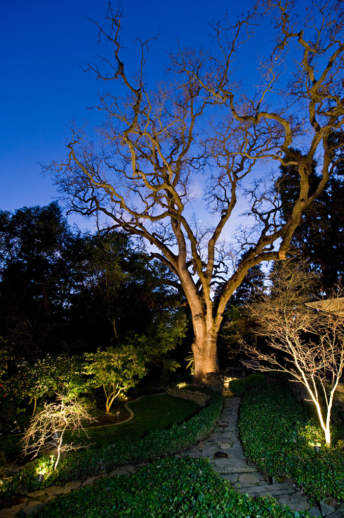 Backyard Oak Tree Feature Lighting