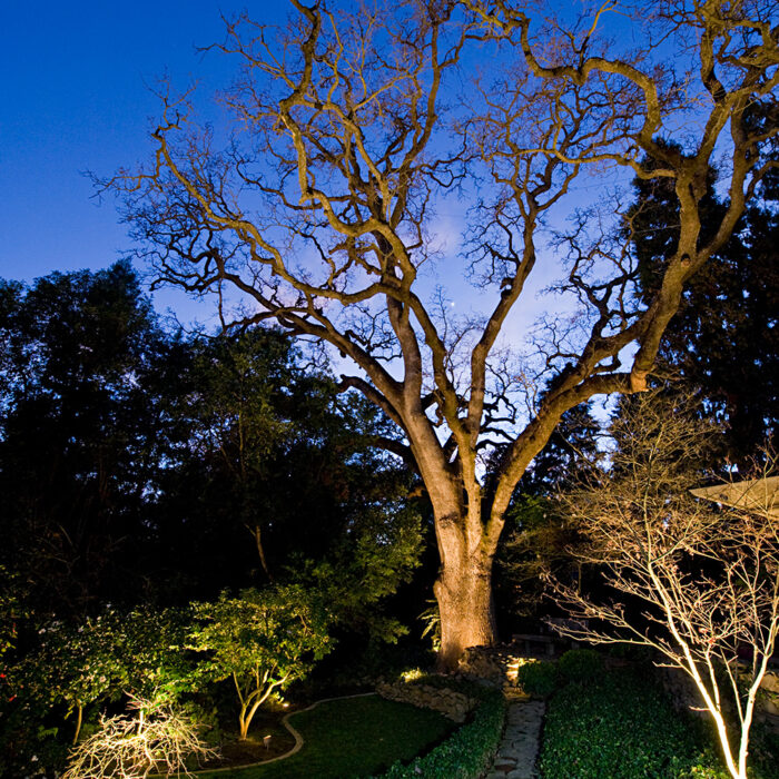 an image of a tree lighting installation taken at night